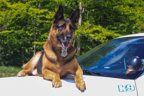 Police-K9